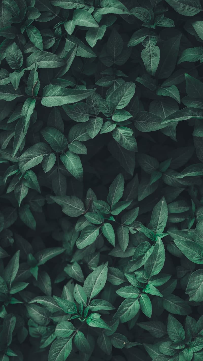 Young plants representing sustainable smart technology